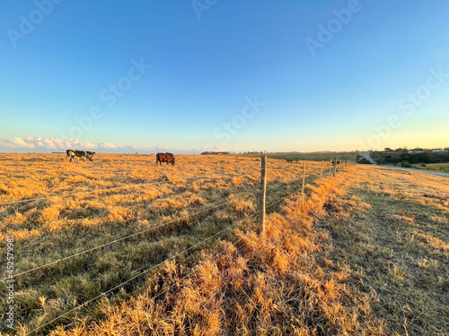 Cows in the rural farmlands, as the sun starts to set in South Africa