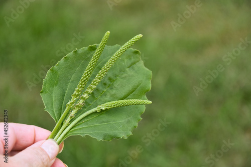 An image of a hand holding a plantain leave and several stems of seeds against a green background. 