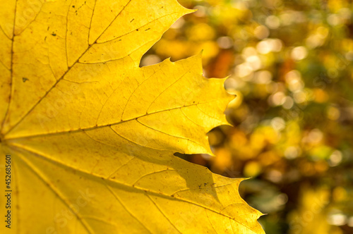 jesienny las i jesienne żółte liście