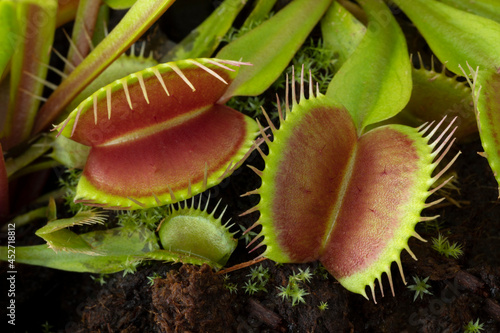 Leaves of the Venus flytrap, Dionaea muscipula, subtropical carnivorous plant close up 