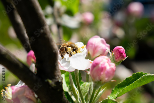 Pszczółka na kwiatach jabłoni