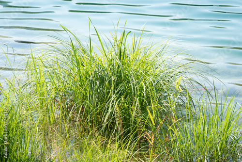 Gräser am Seeufer