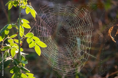 The Fine Art of Spider Webs