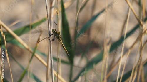 vista posterior de una libélula color dorado con las alas transparentes agarrada a una rama con sus seis patas negras, en el lago de ivars y vila sana, lérida, españa, europa 