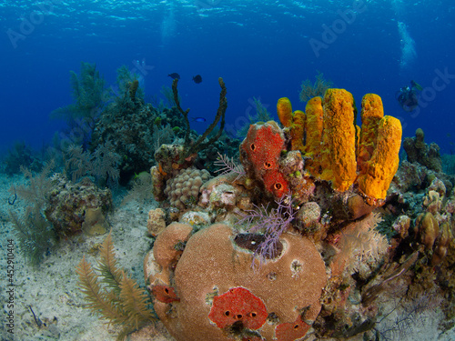 Sea sponges and corals (Grand Cayman, Cayman Islands)