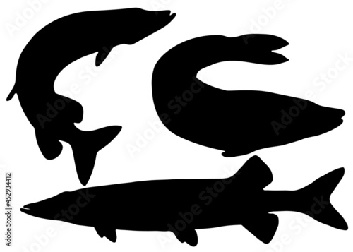 Big pike fish in the jump and pike swims. Vector image.
