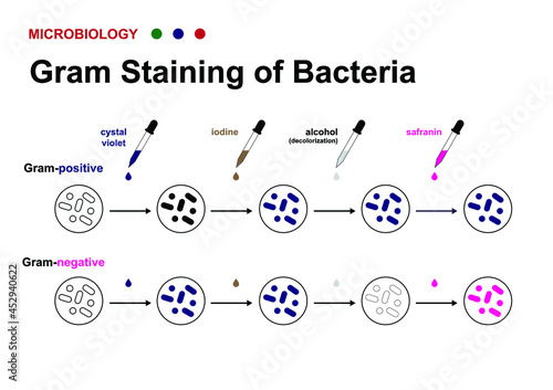 microbiology diagram show gram staining technique for identify gram positive and negative bacteria 