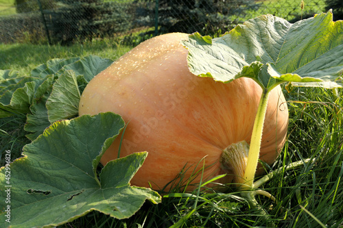 Atlantic Giant pumpkin growing in the garden