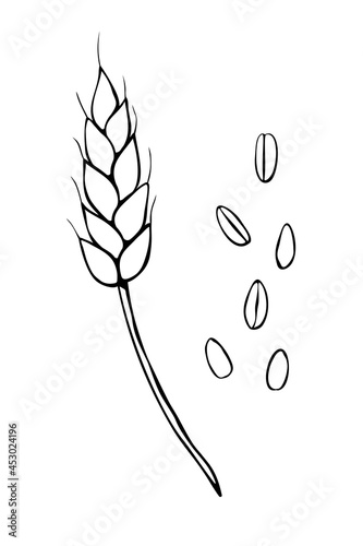 Vector outline spikelet of wheat and grains isolated on white background. Hand drawn contour clipart in doodle style. Theme of bakery products, flour, harvest, thanksgiving