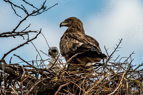 Tawny Eagle with young eaglet chick in nest on the savanna, in the Serengeti of Tanzania Africa