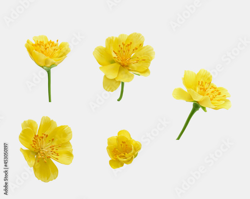 A real fresh ochna integerrima flower for New Lunar Year in Vietnam isolated on white