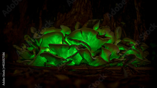 Ghost mushroom (Omphalotus nidiformis) a bioluminescent fungus SW Sydney Australia, To naked eye it is more of a white glow with camera picking up green glow long exposure single photo.