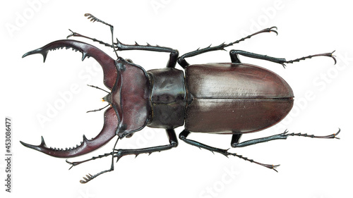 Lucanidae, stag beetle, Lucanus elaphus Fabricius, 1775