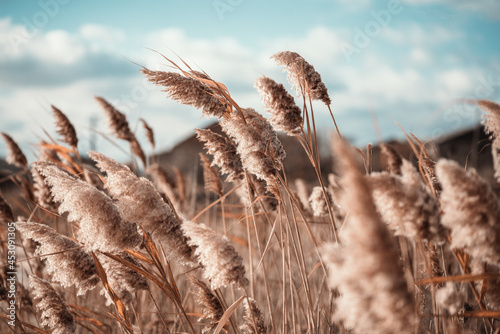 Pampas grass outdoor in light pastel colors. Dry reeds boho style.