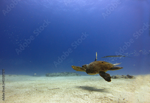 A caretta caretta is swimming on the sand. Antalya Kaş