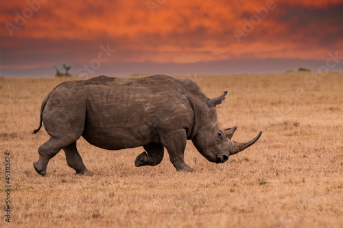 White Rhinoceros Ceratotherium simum Square-lipped Rhinoceros at Khama Rhino Sanctuary Kenya Africa.sunset