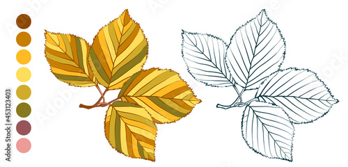 Coloring sheet with colorful autumn elm branch and color palette isolated on white background. Hand-drawn style vector illustration.