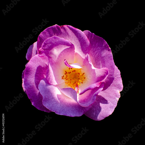 Cut out flower on isolated background