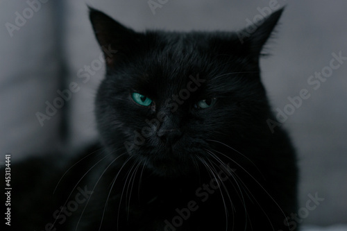 zniecierpliwiony czarny kot