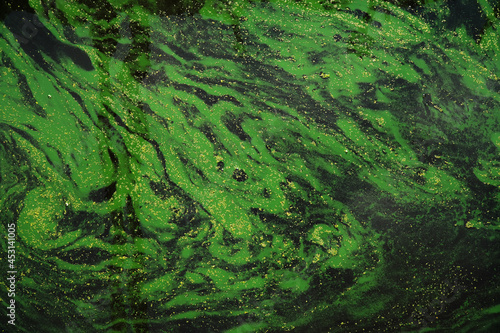 blooming plankton in a river