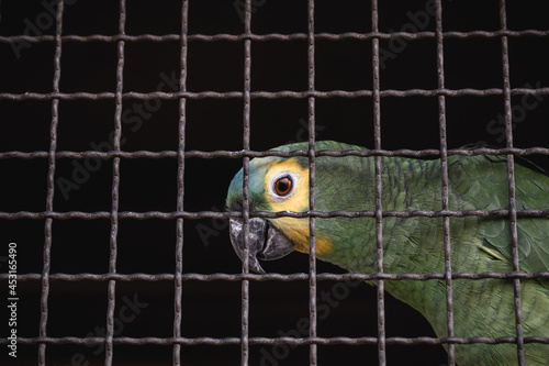 Maritaca, Brazilian bird of the parrot species. Trapped animal, smuggling and illegal sale of wild animals