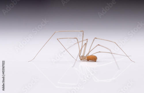 spider with thin long legs on a white background