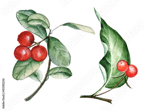 Red wild berries branches with leaves isolated on white background for christmas decorations, patterns, wrapping paper, textile, brand label, logo, stickers. Realistic botanical illustration