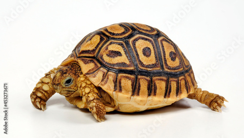 juvenile Leopard tortoise // junge Pantherschildkröte (Stigmochelys pardalis)