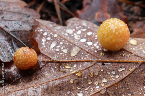 Oak apple or oak gall