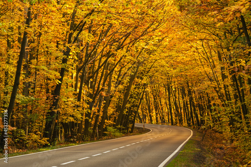 Asfaltowa droga w jesiennym lesie. Rosnące po obu stronach drogi drzewa przechylone są w jej stroną tworząc malowniczy tunel. Pomiędzy drzewami przebijają się promienie słoneczne.