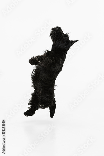 Bottom view of sweet black dog Scotch terrier isolated over white studio background. Concept of motion, action, active lifestyle, animal life, care, responsibility for pets