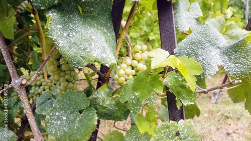 grape vine plant with too much verdigris and chemicals on the leaves to protect the fruit from pests - excess chemicals in agriculture and harm to human health