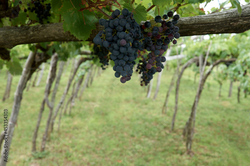 red wine grapes in the škrbina vineyard carso kras
