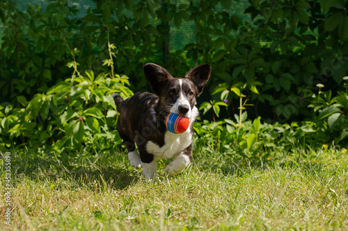 A small fluffy funny dog corgi cardigan is playing with a ball
