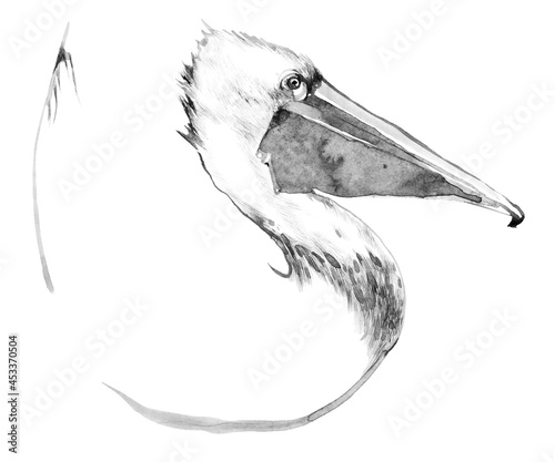 Black and white realistic ink brush pelican illustration sketch profile