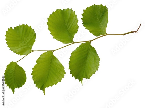 twig of elm tree with green leaves isolated