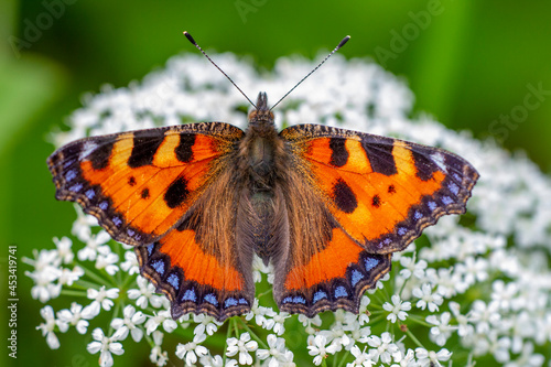 Kleiner Fuchs (Aglais urticae)