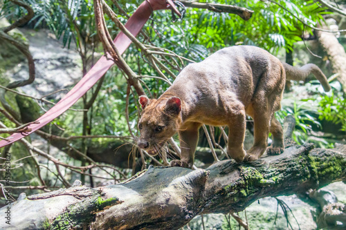 The fossa (Cryptoprocta ferox) is walking on the tree. A cat-like, the largest mammalian carnivore on the island of Madagascar.