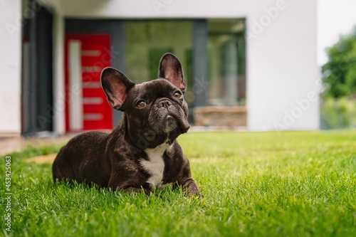 french bulldog puppy sitting