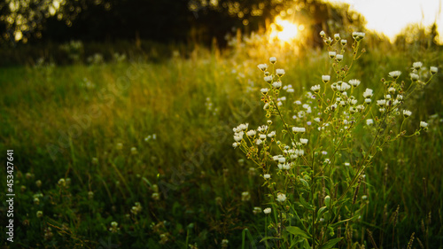 kwiaty na wiosennej łące w zachodzącym słońcu, relaks piękno polskiej natury