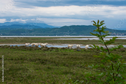 Riserva Naturale Foce dell'Isonzo - Isola della Cona. Wild horses in the River Isonzo Mouth Reserve near Monfalcone, Italy.