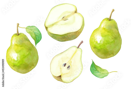秋のフルーツ：西洋梨の水彩イラスト。エレメントのセット。