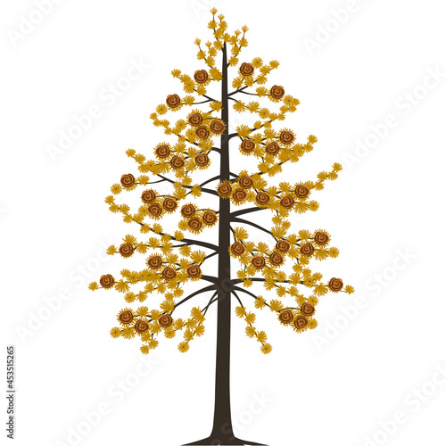 Dahurian gmelin larch tree in autumn on a white background.