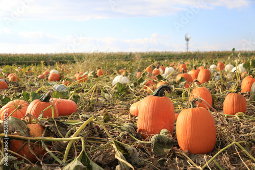 pumpkins in a field at a harvest festival in fall