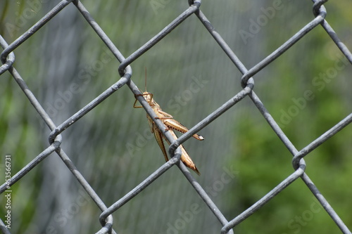 American Bird Grasshopper on the fence of the parking lot at Big Cypress National Preserve