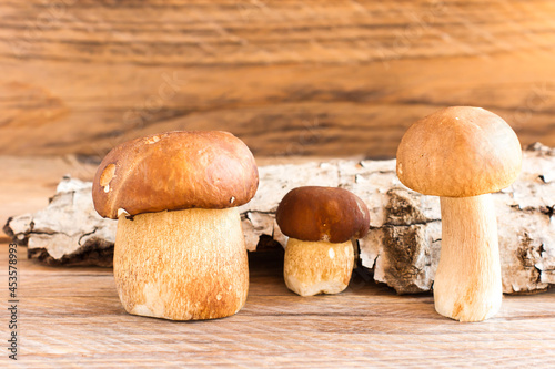 three white raw mushrooms on a wooden background with bark made of wood. autumn composition. front view.