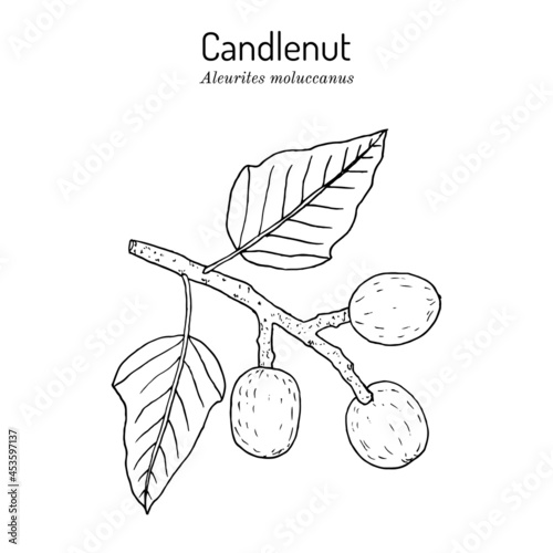 Candlenut or kukui tree Aleurites Moluccana , state tree of Hawaii