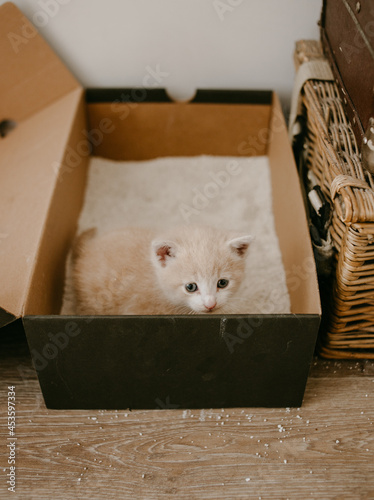 the first kitten litter box