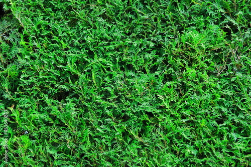 Zielony żywopłot z tuij. Green hedge with thujas