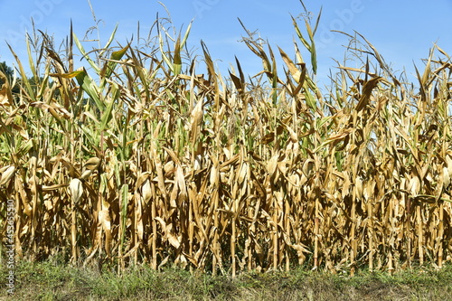 Plantation de maïs bientôt prêt pour la récolte aux environs du bourg de Champagne au Périgord Vert 